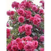 Розы Strobel Германия)