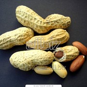 Арахис фото