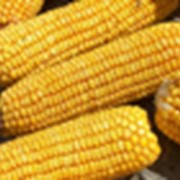 Семена кукурузы Сержан, НС Х 2063 фото