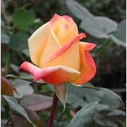 Розы Agold фото