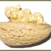 Саженцы грецкого ореха сортовые,сорт грецкого ореха Буковинская бомба фотография