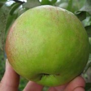 Саженцы яблонь ДА 65-17 фото
