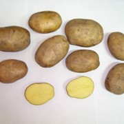 Картофель, овощи фотография