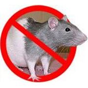 Услуги по уничтожению крыс фото