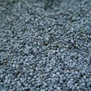 Мак блакитний Чехія (вс) фото