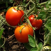 Свежие херсонские томаты фотография