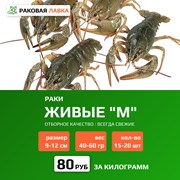 Раки живые M (40-60 гр) фото
