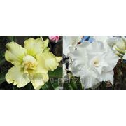 Chumpa Tong Adenium &White Rose (ароматный сорт) Adenium фотография