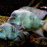 Пресноводные рыбы для аквариума фото