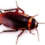 Дезинсекция, уничтожение, истребление тараканов, избавиться от тараканов