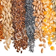 Закупаем Семечки подсолнечника, Пшеница, Кукуруза фото