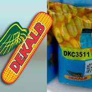 ДКС Декалб( DKC) гибриды семян кукурузы МОНСАНТО фото