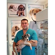 Выезд ветеринара на дом , Алматы фото