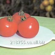 Семена томата Полфаст F1 5 грамм Bejo