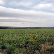Земли сельскохозяйственного назначения фото