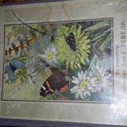 Книга 1913 года маленький атлас бабочек фотография