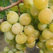 Саженец винограда “Мускат Венгерский“ фото