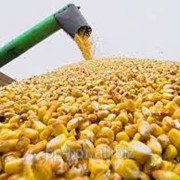 Посевная кукуруза AS 33039, посадка семян кукурузы, посевная кукуруза в Украине фотография