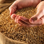 Хранение зерна фото