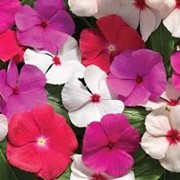 Семена для цветов Vinca F1 (Catharanthus roseus) Mix фото