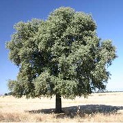Дуб Quercus palustris Green Pillar 120 – 140 фото