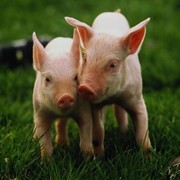 Кормовые добавки для свиней фото