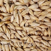 Семена пшеницы и ячменя канадских сортов фото