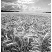 Семена пшеницы Сибирский Альянс (1 репр.) фото