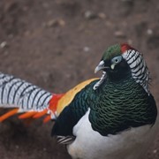 Птицы фото