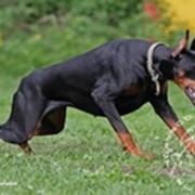 Собаки фото