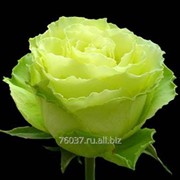 Роза Limbo1 фото