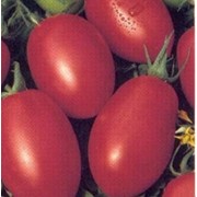 Семена помидоров. Семена Помидор Боян Круглый (0,5 г)