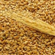 Пшеница оптом от производителя, Украина