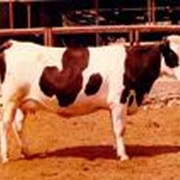 Скот крупный рогатый молочный (КРС) фото