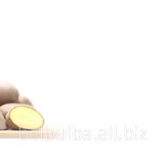 Картофель семенной сорт Вектор Элита фотография