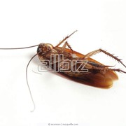 Истребление тараканов фотография