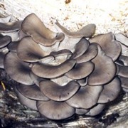 Мицелий грибов Вешенка. Штамм НК-35 PLEUROTUS OSTREATUS (Вешенка ранняя)