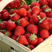 Клубника: свежие ягоды и рассадасорт нейтрального дня: Сельва фото