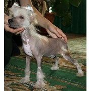 Китайской хохлатой собачки голый мальчик, для разведения,выставок и для души. фото