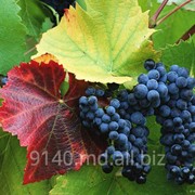 Виноград на экспорт Молдова фото