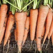 Семена моркови 500 грамм Скарла Clause