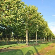 Платан Platanus Acerifolia, h см 100-120 фотография