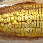 Семена кукурузы Оржиця 237МВ F-1 Украина фото