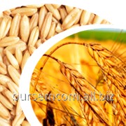 Пшеница из Молдовы