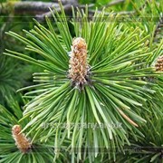 Сосна Pinus mugo Humpy обхват ствола 20-30 фото