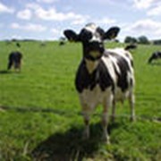 Коровы Айрширская порода