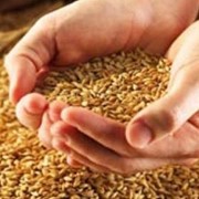Пшеница . Пшеница семейства злаки. Зерновые, бобовые и крупяные культуры