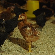 Цыплята мясо-яичных пород РЕДБО