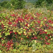 Бересклет европейский Альбус С10 штамб фото