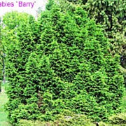 Ель обыкновенная Барри (Picea abies 'Barryi') фото